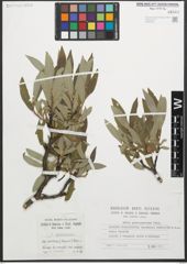Foto von Salix glaucosericea Flod.